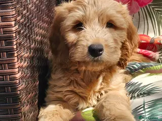 Cockapoo dogs Gorgeous Cockapoo pups - Ready now!!! - Advert 12