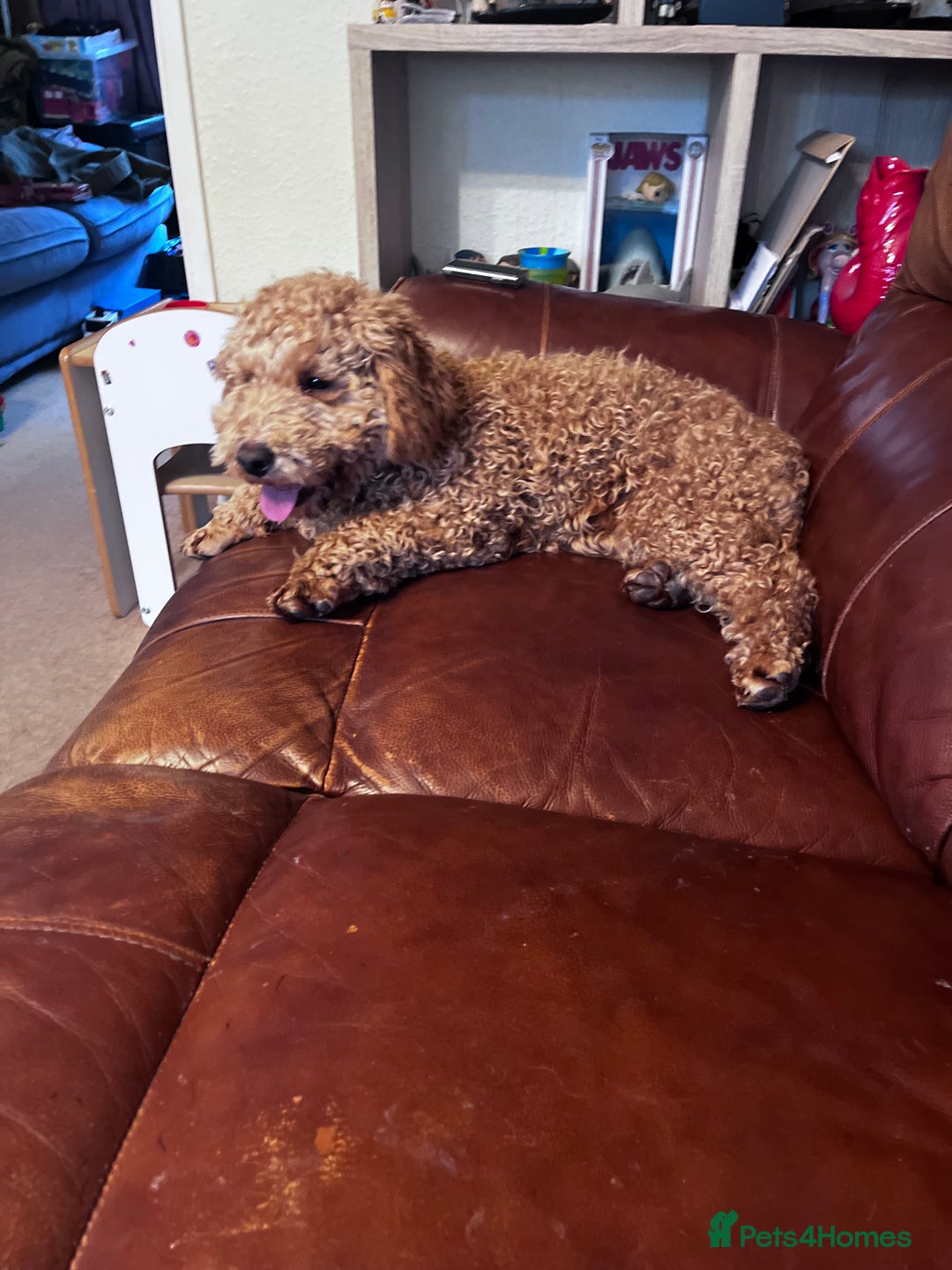 Poodle dogs for sale: Little red poodle  - Advert 2