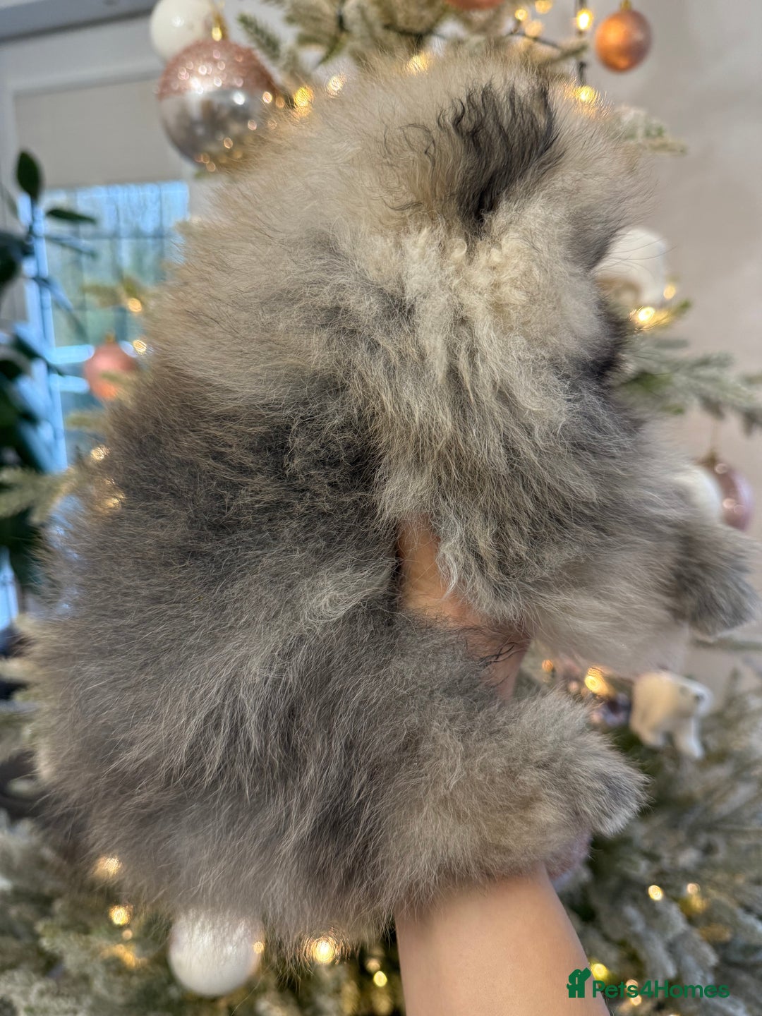 Pomeranian dogs for sale: KC Registered Pomeranian Puppies - Advert 19