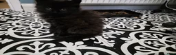 Mixed Breed cats for sale: Kittens for sale  in Nottingham - Advert 3