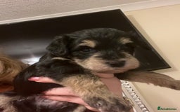 Miniature Schnauzer dogs for sale: 🐾🤎🐶Cavaschnauzer-Pups🐶🤎🐾 - Image 10