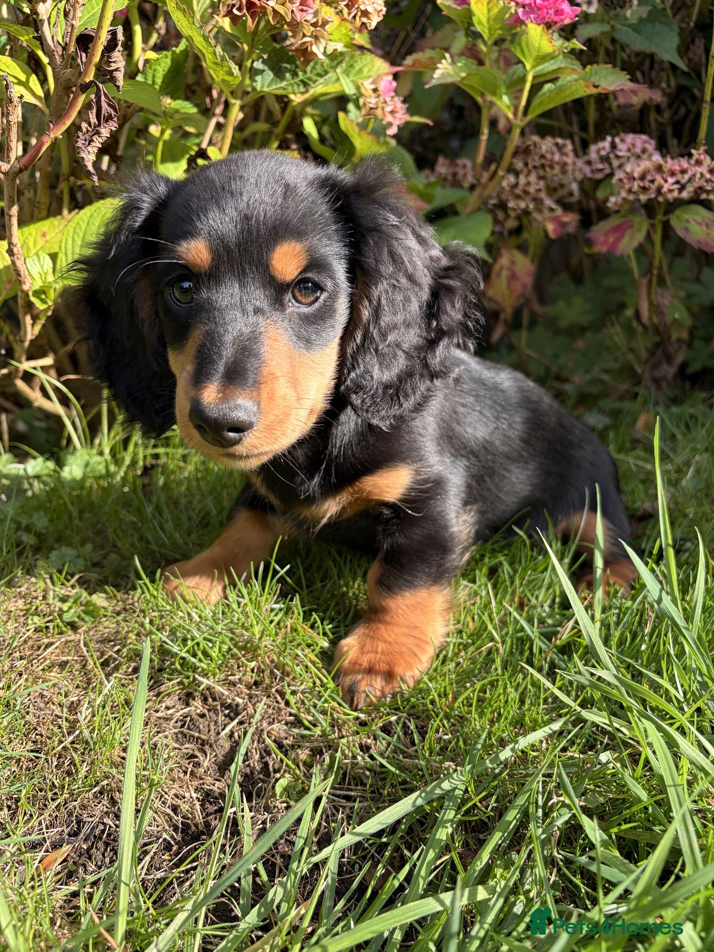 Miniature Dachshund dogs Miniature long haired dachshunds  - Advert 4