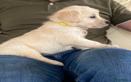 Golden Retriever dogs for sale: Fabulous golden retriever puppies  - Image 9