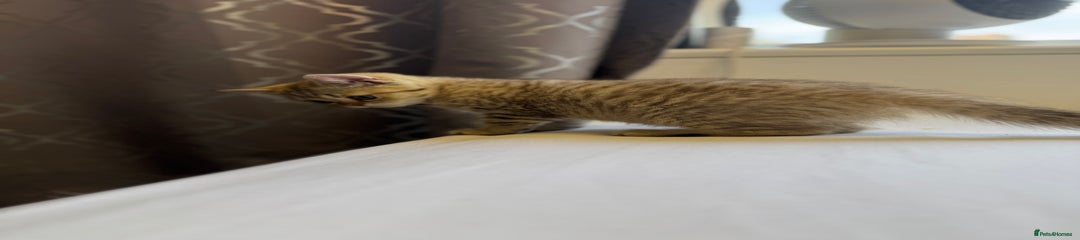 British Shorthair Kitten 9