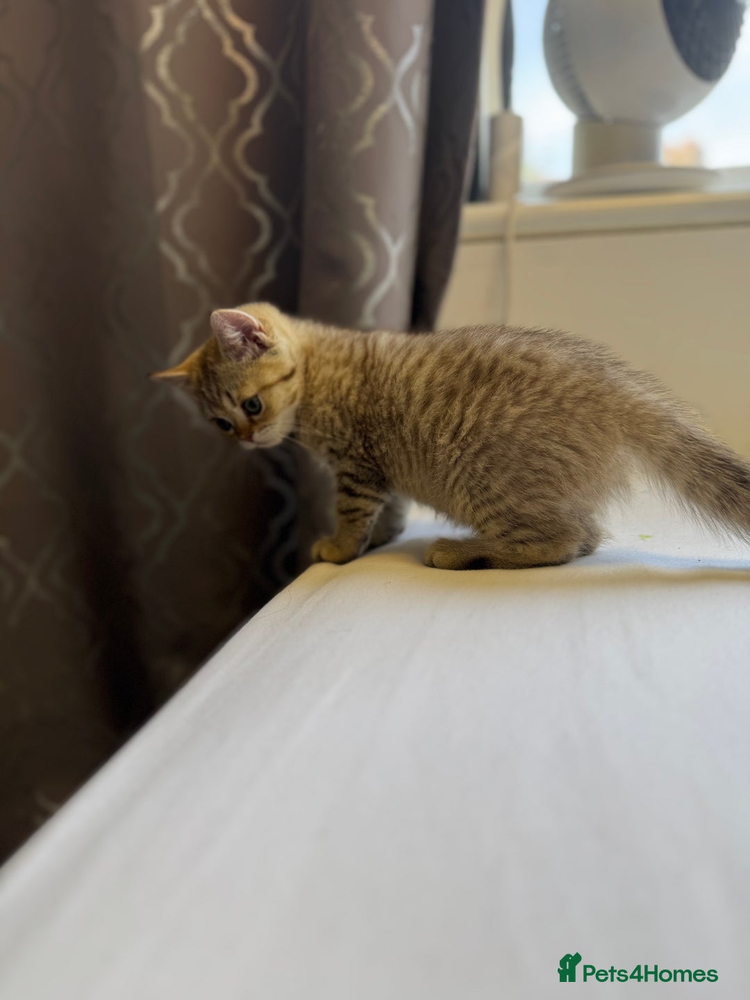 British Shorthair cats for sale: BSH kitten classic & chinchilla bloodline - Image 11