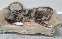 Domestic Shorthair cats for sale: Majestic Cat looking for a loving home - Image 7