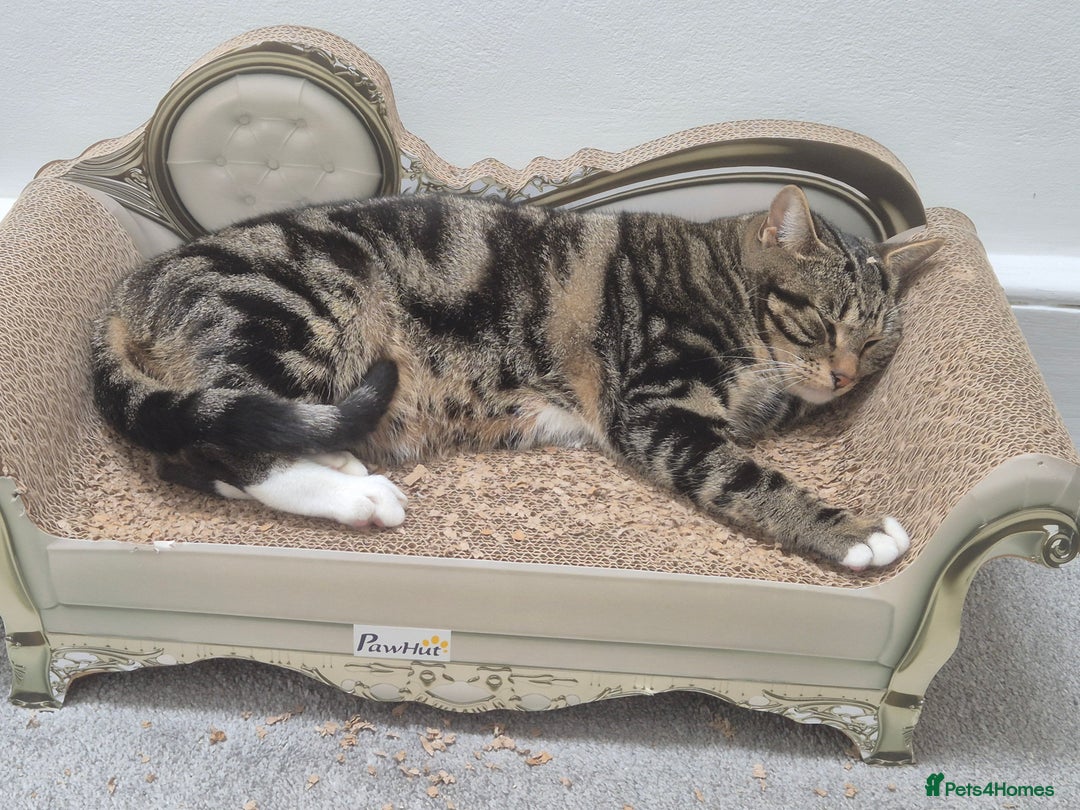 Domestic Shorthair cats for sale: Majestic Cat looking for a loving home - Image 7