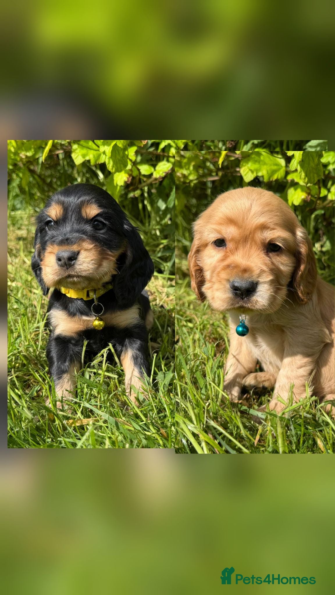 Cocker Spaniel dogs * 1 male and 1 female left * - Advert 1