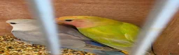 Lovebirds birds for sale: Female peach face lovebirds - Advert 3