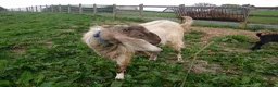 Goats livestock for sale: Pedigree Anglo Nubian Buck for sale in Carmarthen - Advert 5