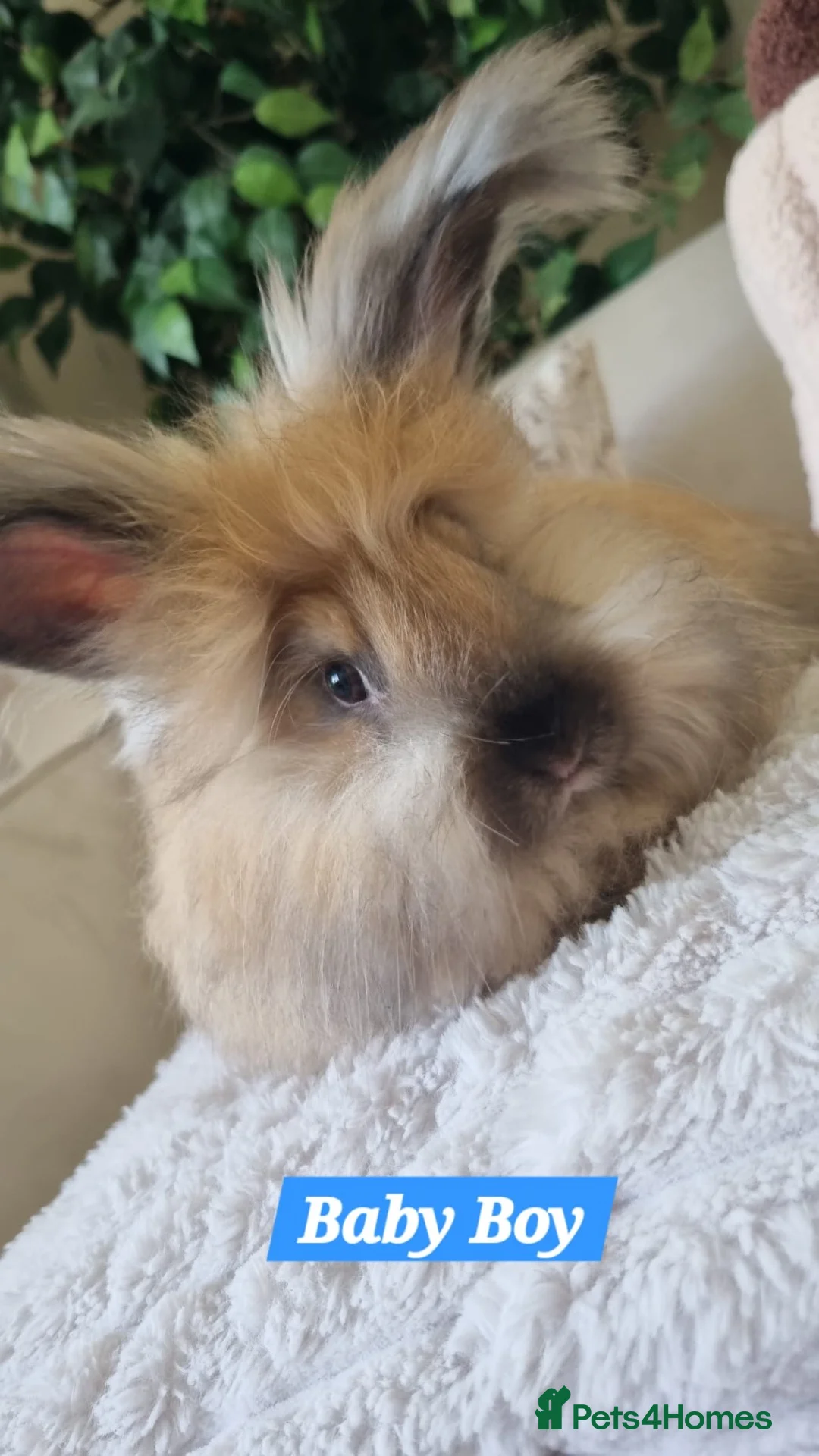 Angora rabbits for sale: Beautiful baby full breed Angoras - Advert 2