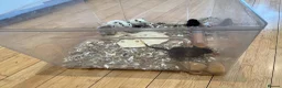 Gerbil rodents for sale: Local London Gerbils for sale - Advert 3