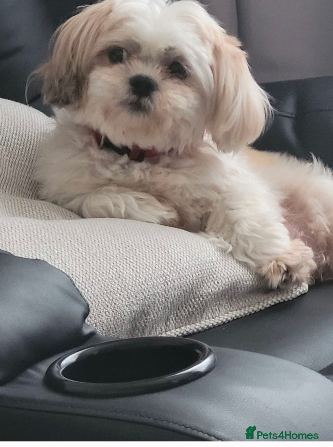 Shih Tzu dogs Beautiful Shih Tzu Puppies - Advert 3