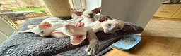 Siamese cats for sale: GCCF registered Siamese Boys - Advert 4