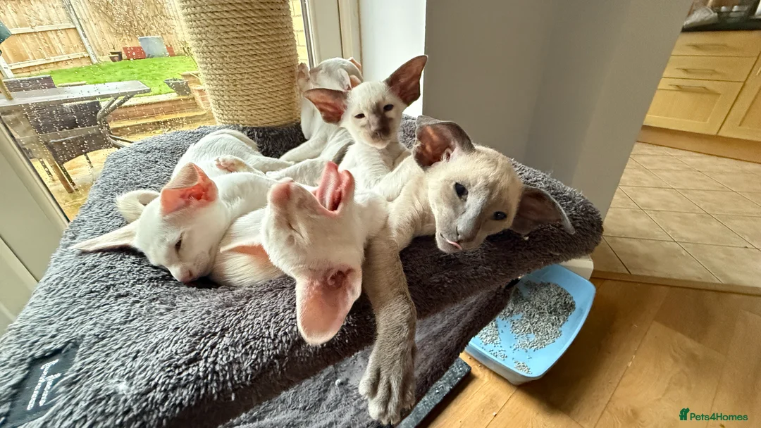 Siamese cats for sale: GCCF registered Siamese Boys - Advert 4
