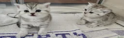 British Shorthair cats for sale: Black silver british shorthair kittens - Advert 5