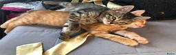 Mixed Breed cats for sale: Beautiful Bengal Kittens Looking for Forever Homes - Advert 10