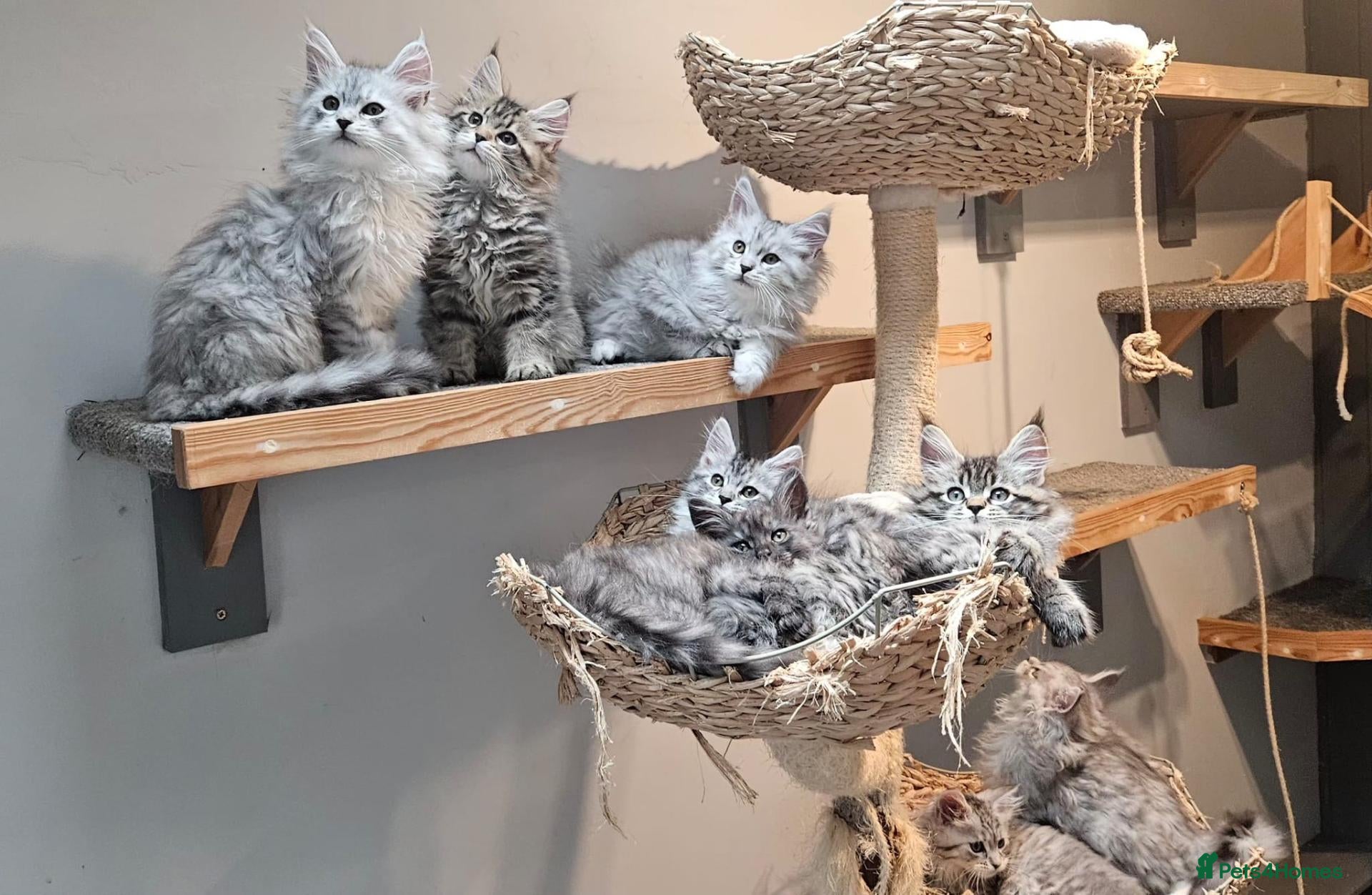 Maine Coon cats Large Maine Coon kittens regd European bloodline - Advert 5