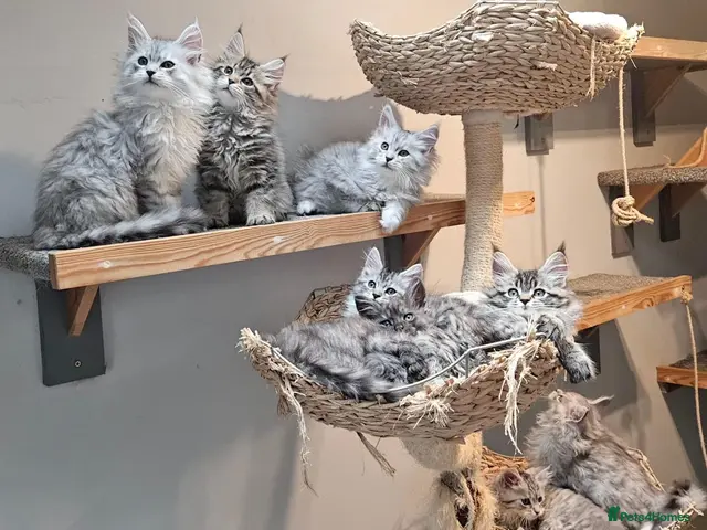 Maine Coon cats Large Maine Coon kittens regd European bloodline - Advert 5
