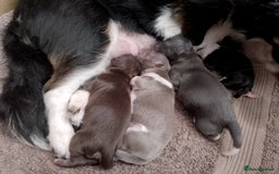 Chihuahua dogs for sale: ✨ Stunning KC long coat BOYS only✨ - Image 11