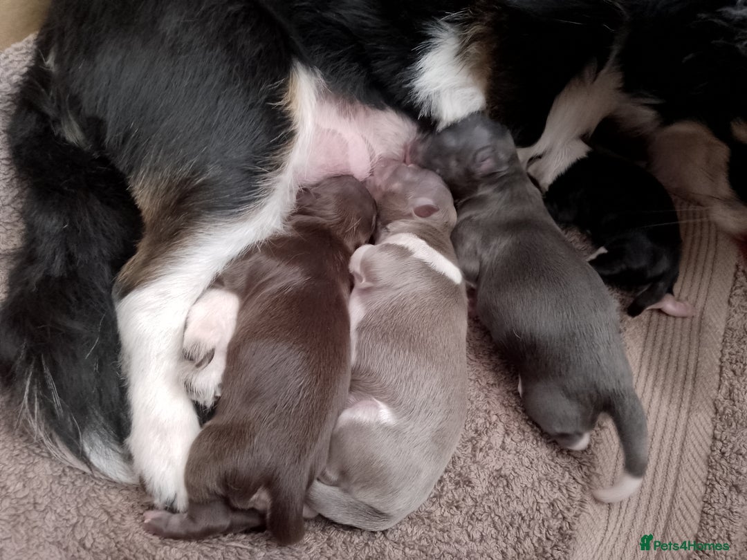 Chihuahua dogs for sale: ✨ Stunning KC long coat BOYS only✨ - Image 11