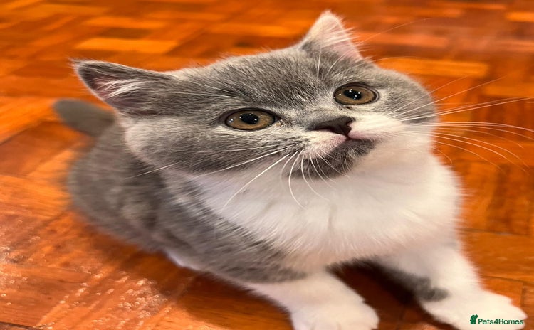 British Shorthair cats - Advert 9