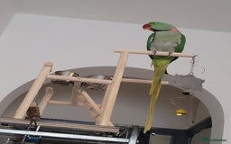 Parakeets birds for sale: Aexandrine parrot male - Image 1