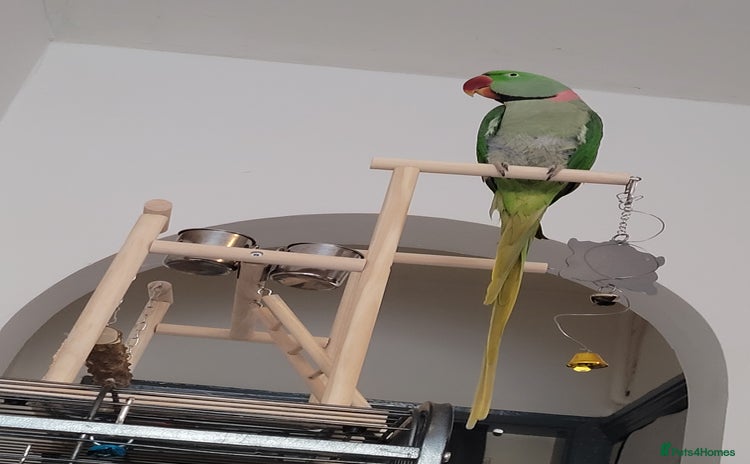 Parakeets birds - Advert 7