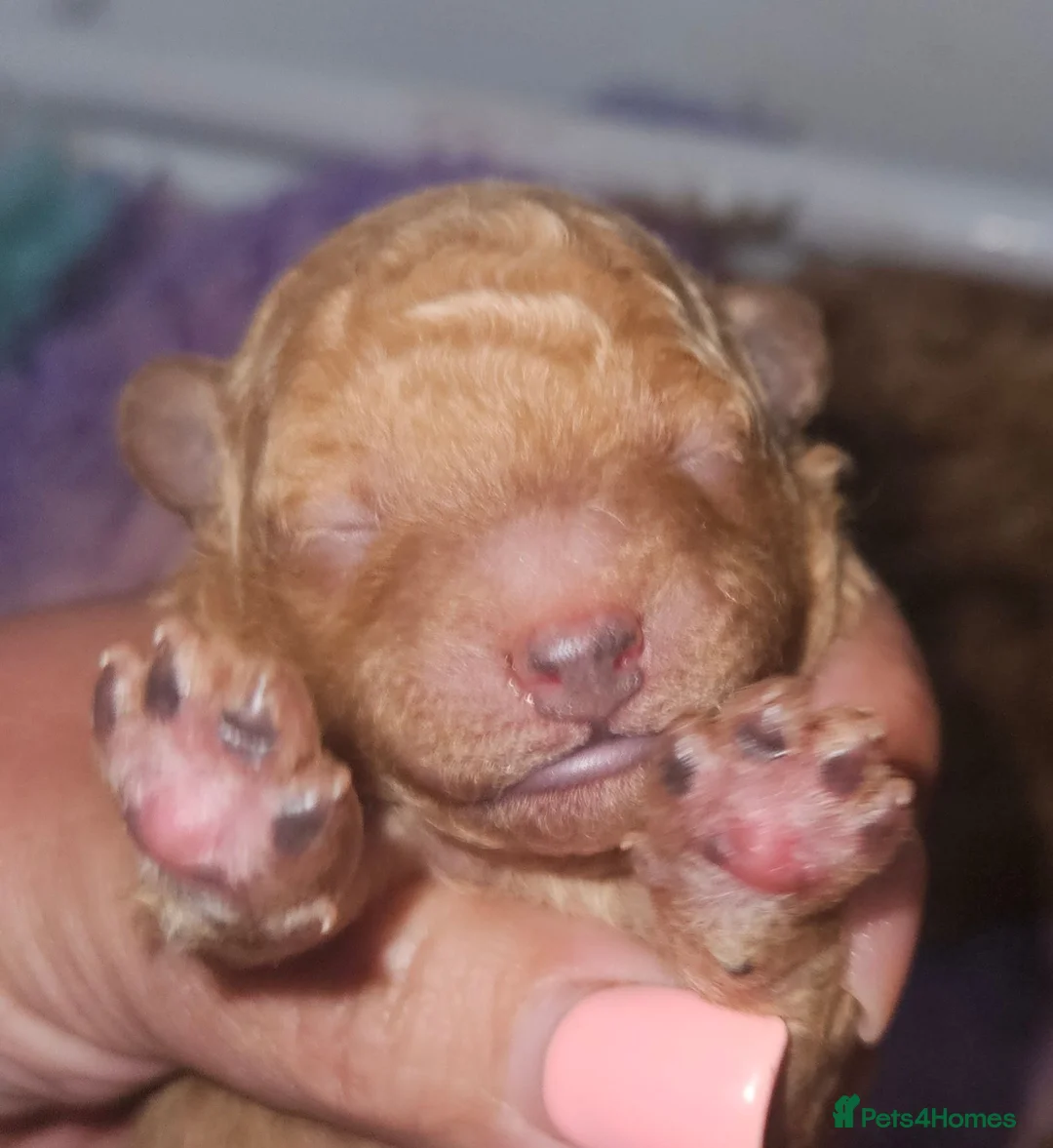 Toy Poodle dogs for sale:  Licensed breeder, kc DNA CLEAR tiny toy poodles! - Advert 2