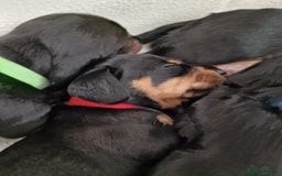 Miniature Dachshund dogs for sale: Beautiful black & tan miniature Dachshund puppies - Image 9