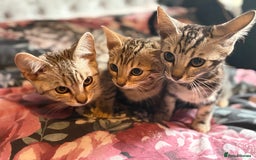 Bengal cats for sale: Bengal kittens 15 weeks  - Image 2