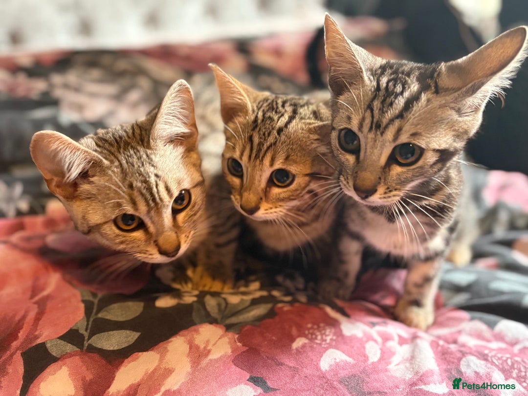 Bengal cats for sale: Bengal kittens 15 weeks  - Image 2