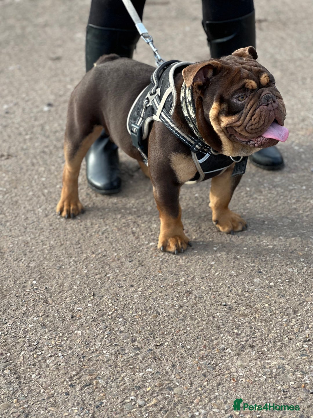 English Bulldog dogs for stud: KC registered chocolate and tan stud  in Birmingham - Advert 5