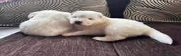 Samoyed dogs for sale: KC 5th gen. stunning Samoyeds in Beverley - Advert 8
