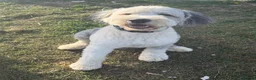Old English Sheepdog dogs for stud: Old English sheepdog stud dog  - Advert 3