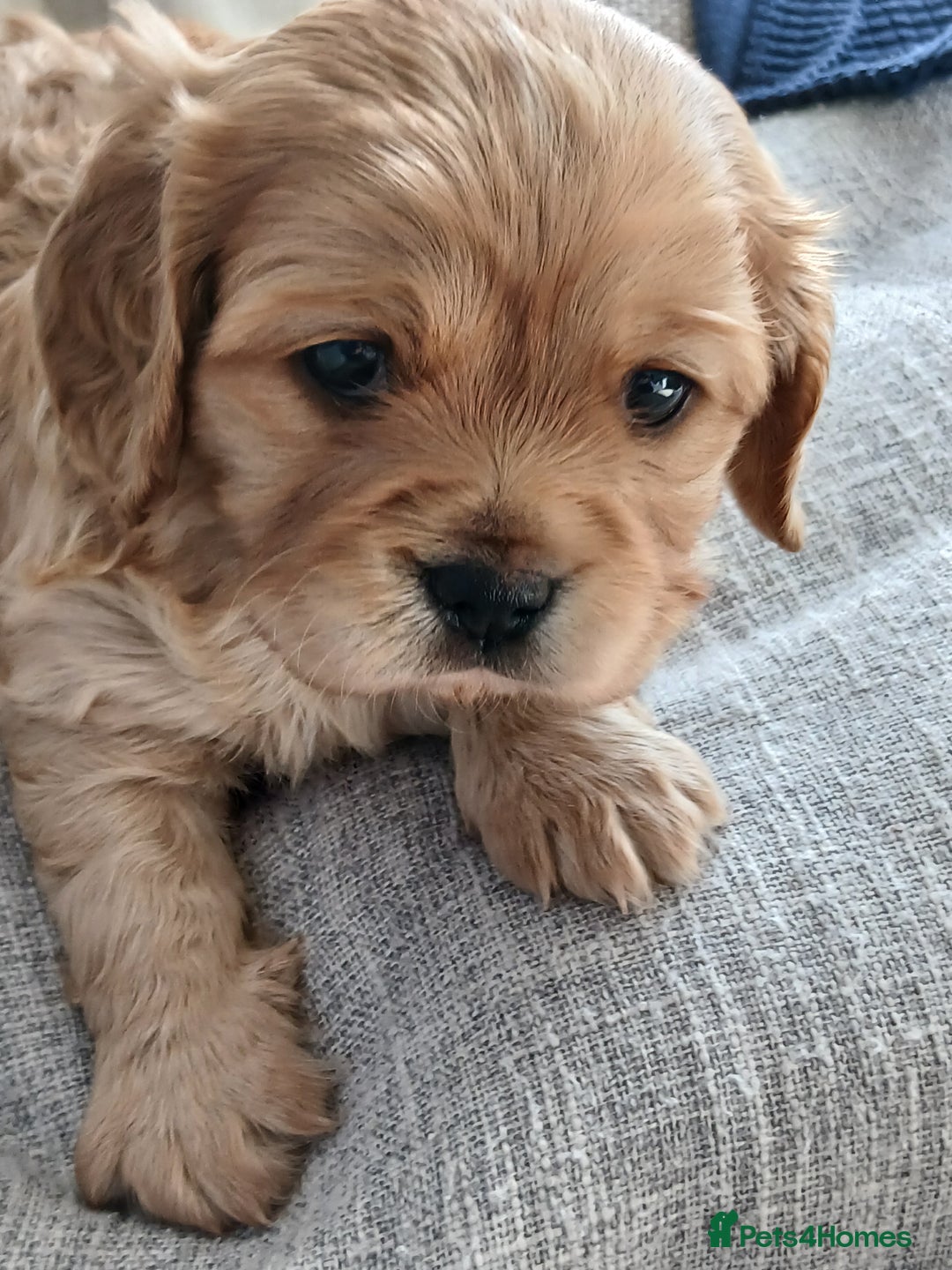 Cavachon dogs for sale: 12 week old csvachon boy - Advert 6