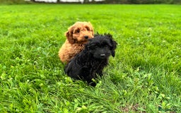 Cockapoo dogs for sale: Gorgeous quality health checked F1 Cockapoos  in Market Drayton - Image 9