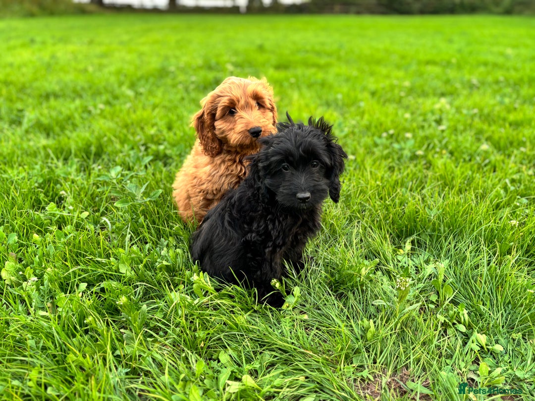 Cockapoo dogs for sale: Gorgeous quality health checked F1 Cockapoos  in Market Drayton - Image 9