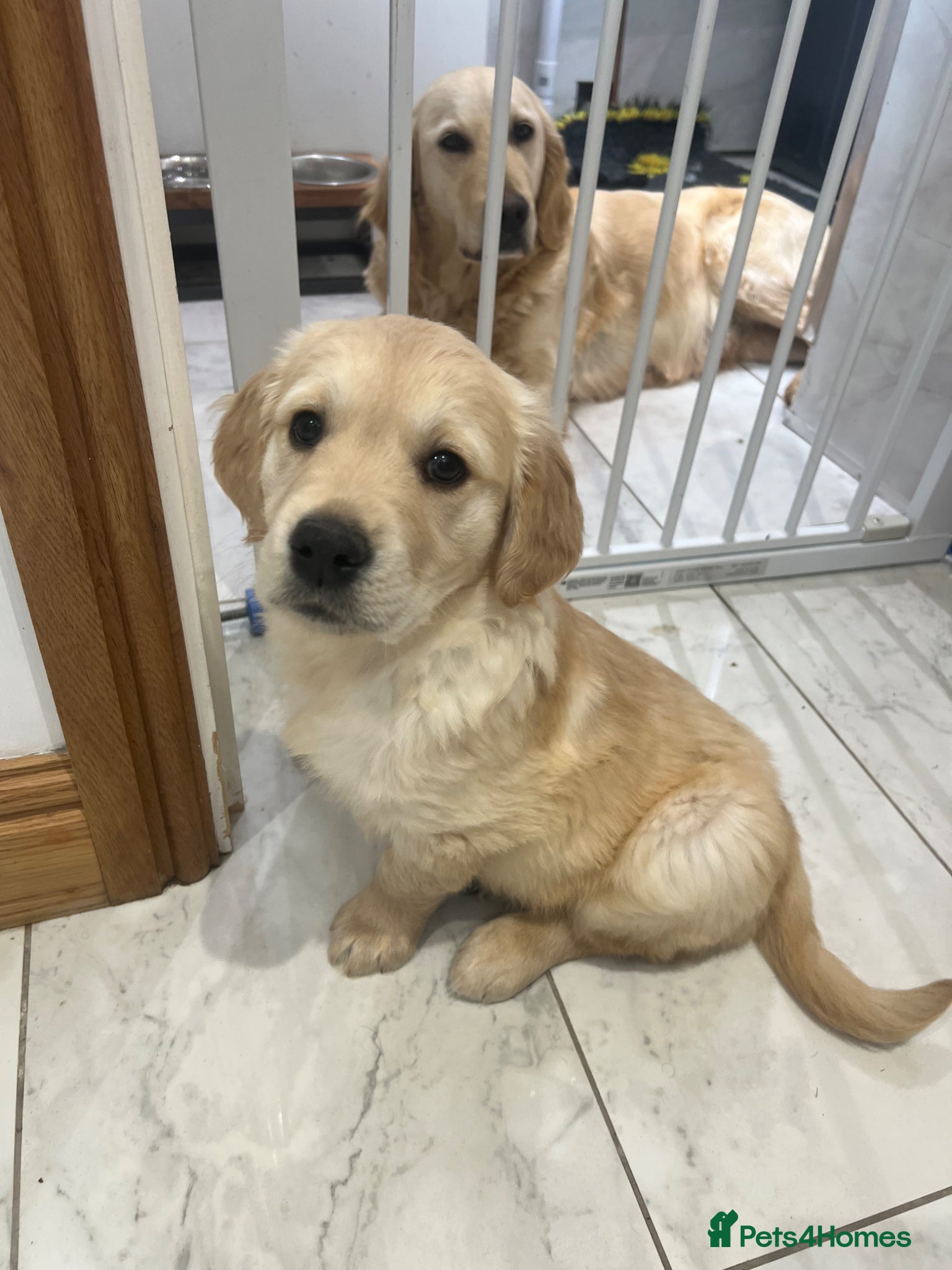 Golden Retriever dogs READY NOW! QUALITY KC REG CHUNKY GOLDEN RETRIEVERS - Advert 4