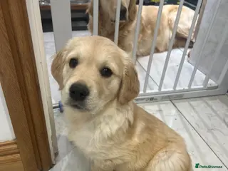 Golden Retriever dogs READY NOW! QUALITY KC REG CHUNKY GOLDEN RETRIEVERS - Advert 2