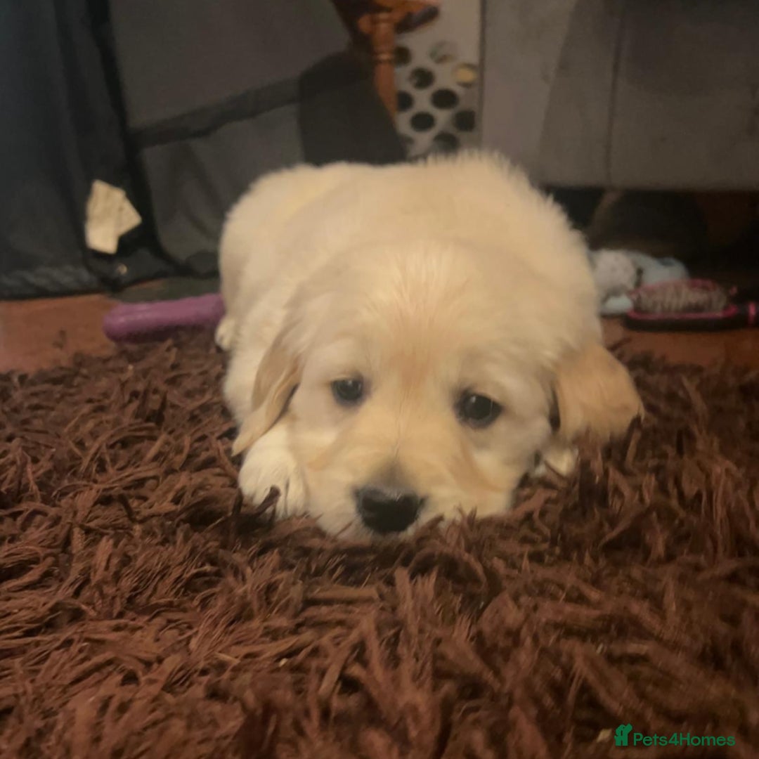 Golden Retriever dogs for sale: Golden Retrievers for sale  - Advert 5