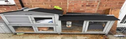 Mini Lop rabbits for sale: Mini Lop boy  in Derby - Advert 7