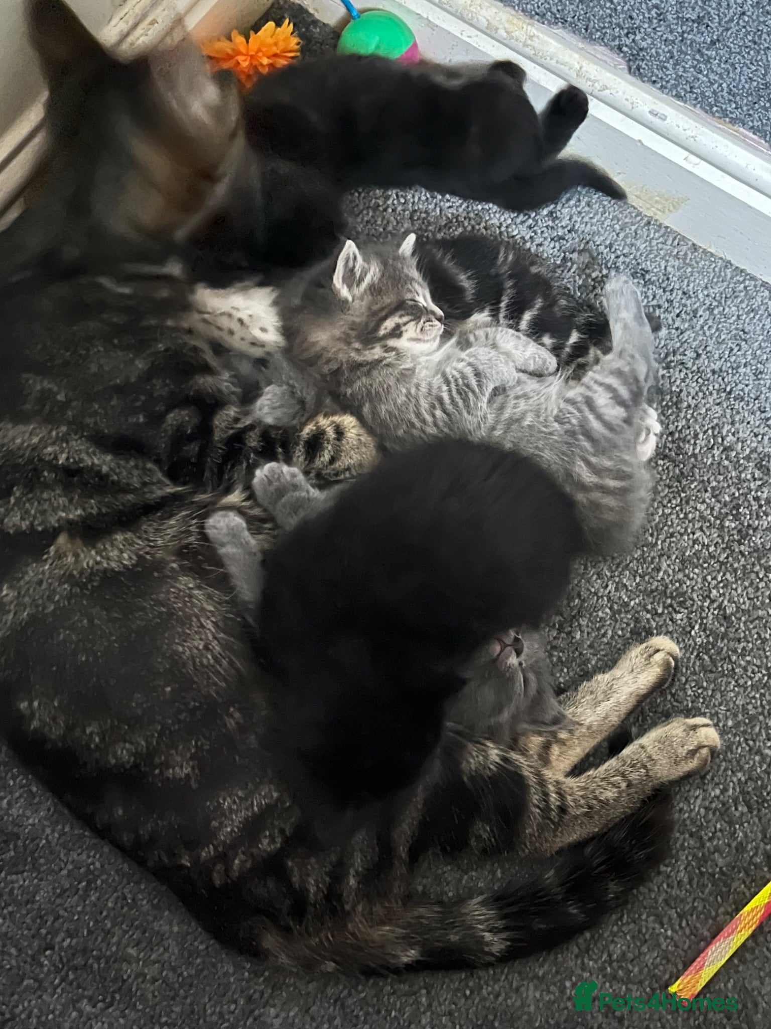American Wirehair cats for sale: American wirehair/Long hair kittens for sale  - Advert 1