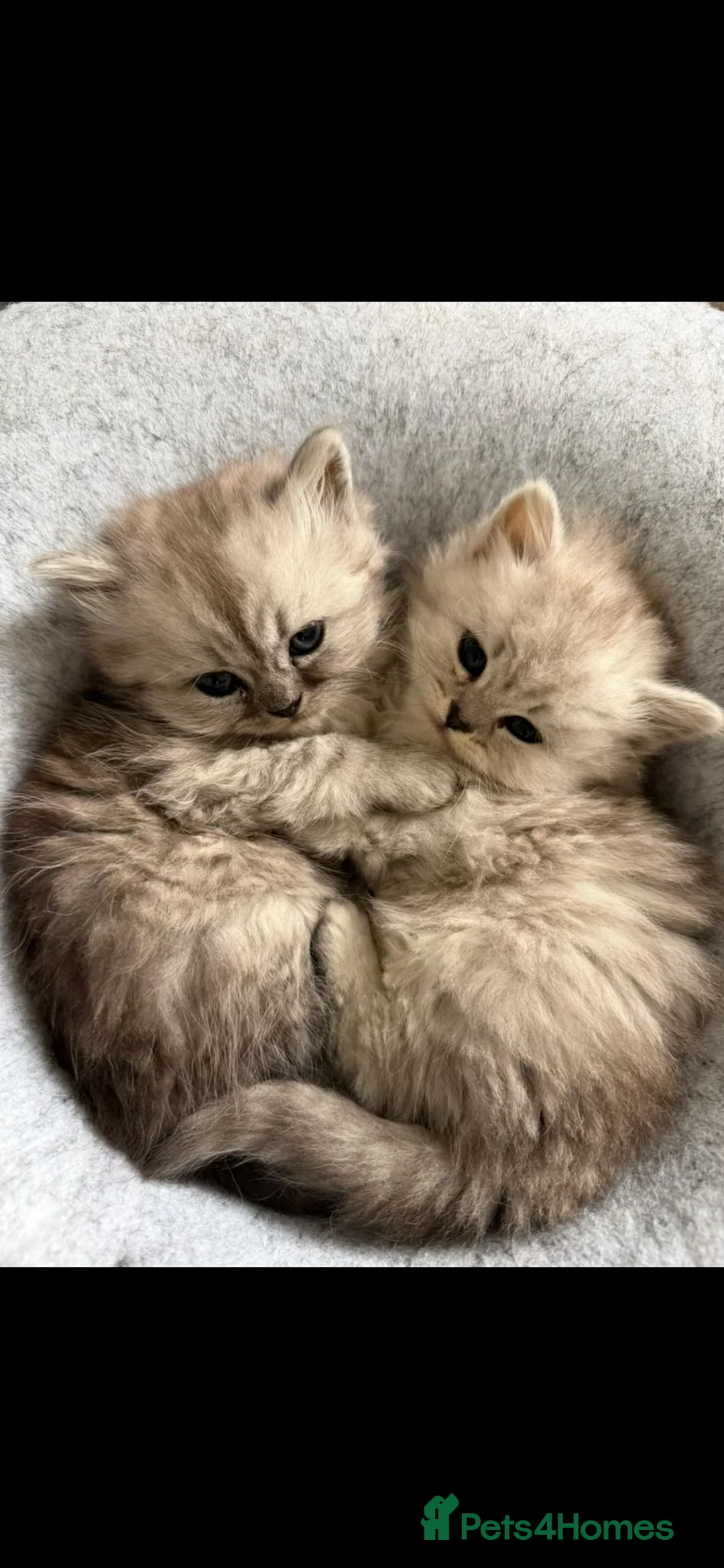 Persian cats for sale: Beautiful FEMALE Persian Chinchilla – Ready Now - Advert 2