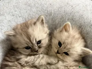 Persian cats Beautiful FEMALE Persian Chinchilla – Ready Now - Advert 8