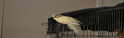 Parakeets birds for sale: Breeding pair of kakariki with cage - Advert 3