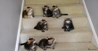 Siberian cats - Advert 6