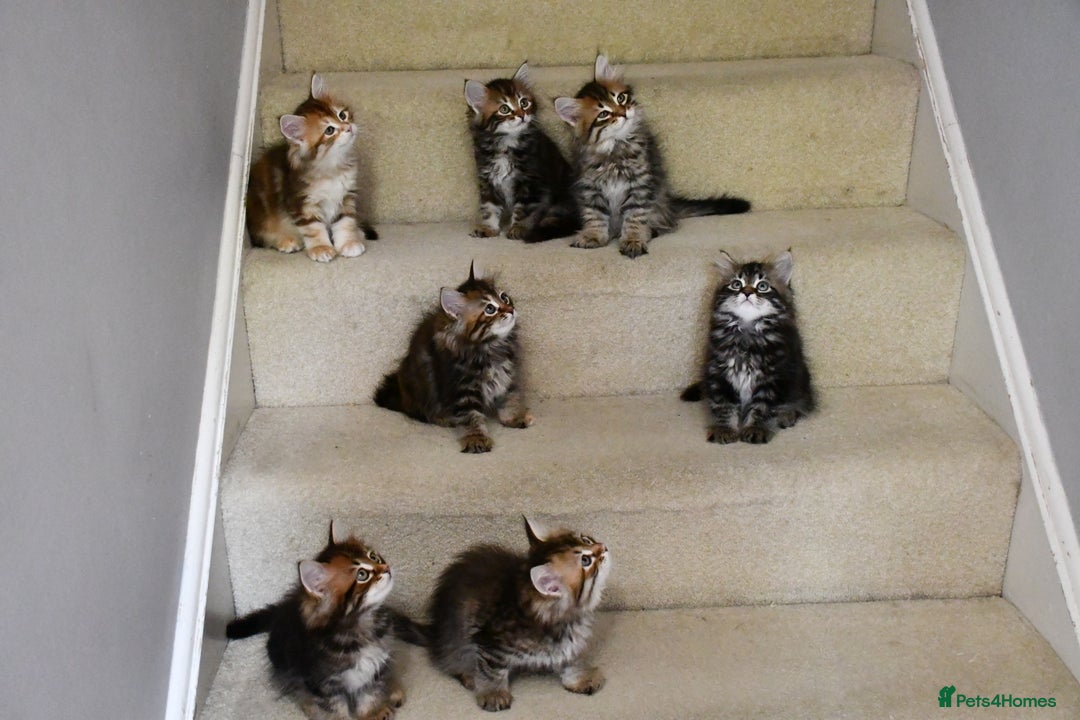 Siberian cats for sale: Beautiful purebred Siberian kittens-Hypoallergenic - Image 3