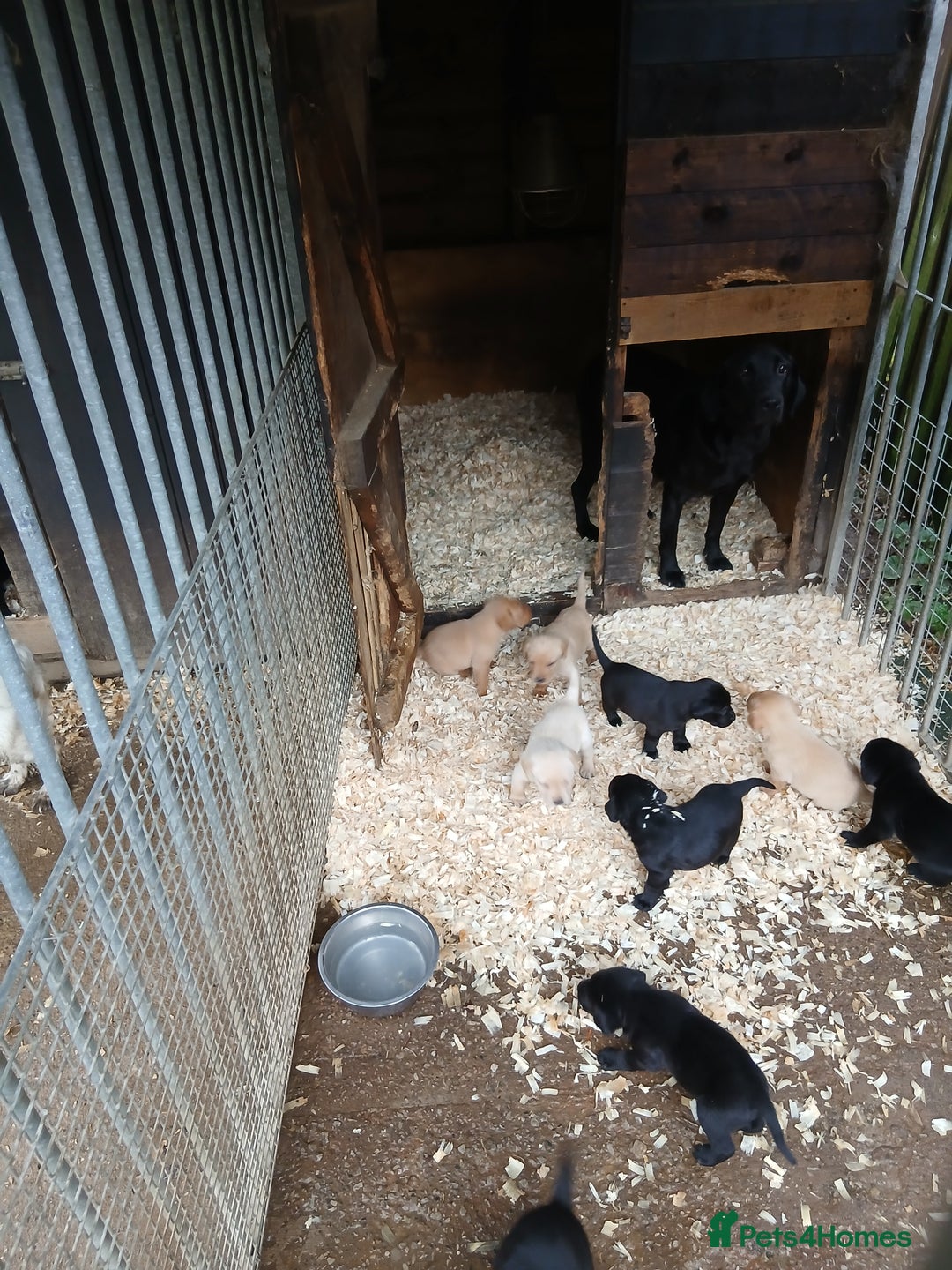 Labrador Retriever dogs for sale: Labrador pups - Advert 4