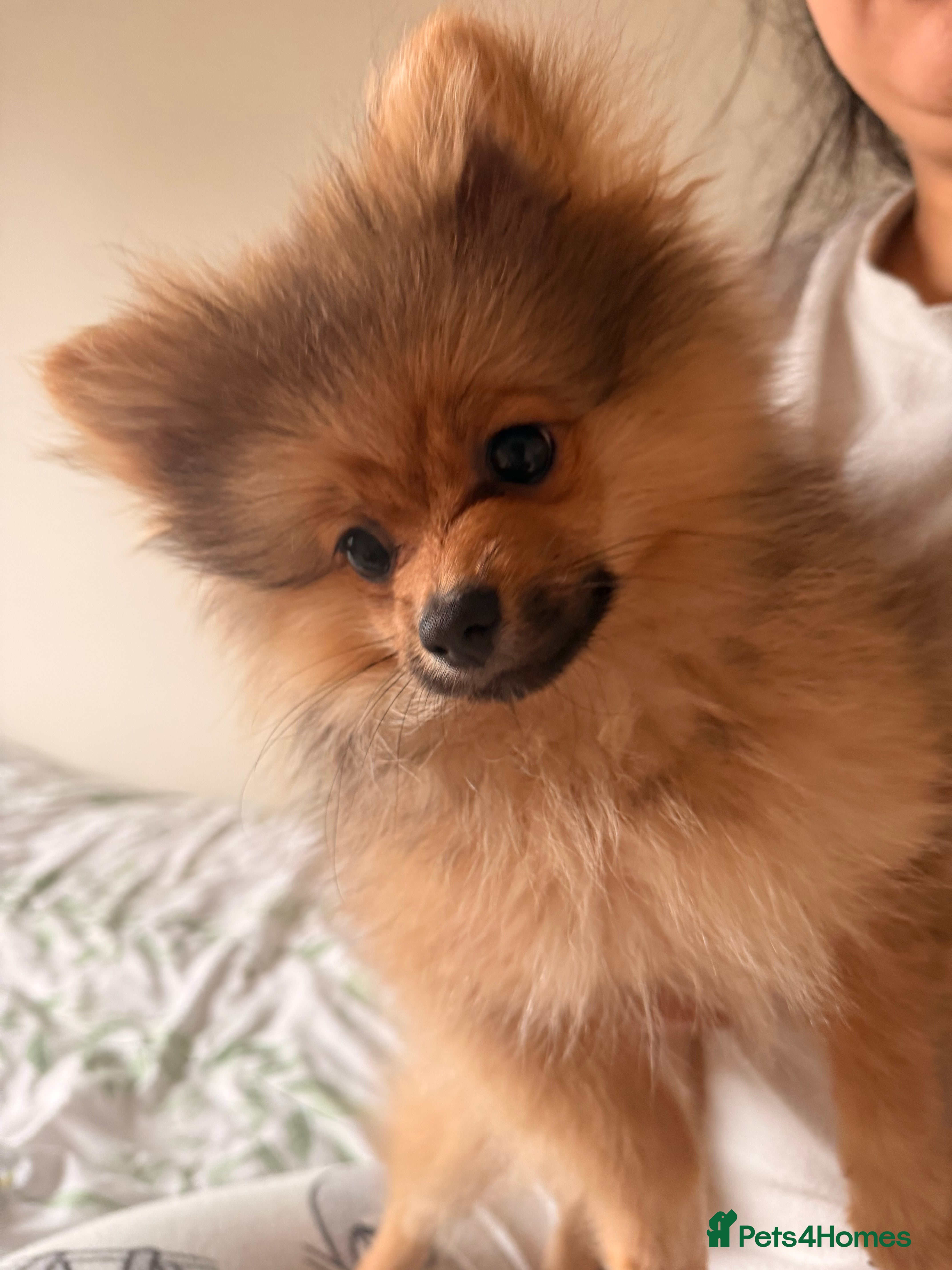 Pomeranian dogs Pomeranian male - Advert 1